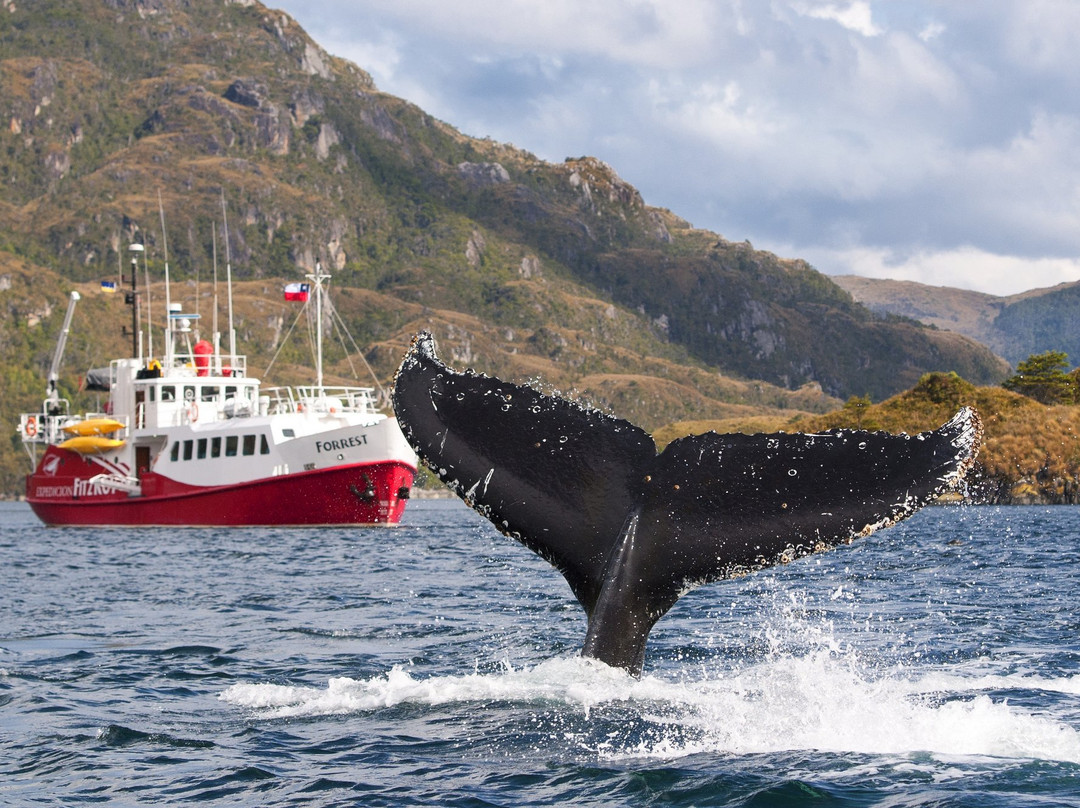 Expedición Fitz Roy-蓬塔阿雷纳斯必去景点