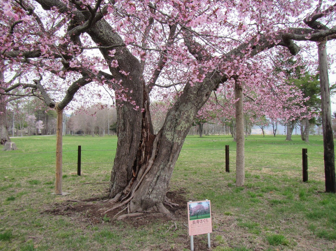 Yushun Sakura Road-浦河町必去景点