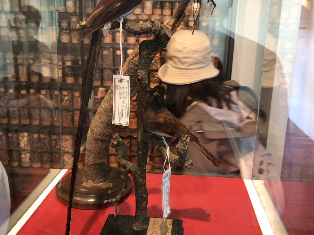 Koishikawa Annex, University Museum, The University of Tokyo-文京区必去景点