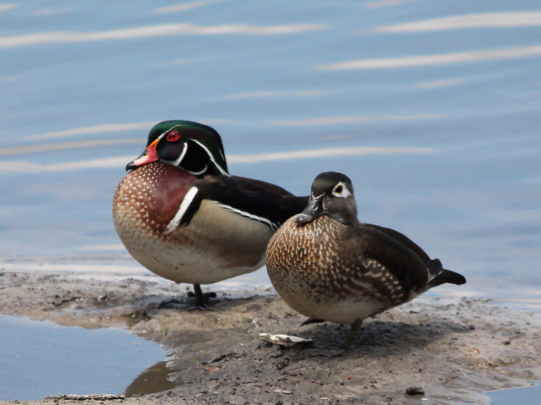 Zephyr Park & WaterPlay-Zephyrhills必去景点