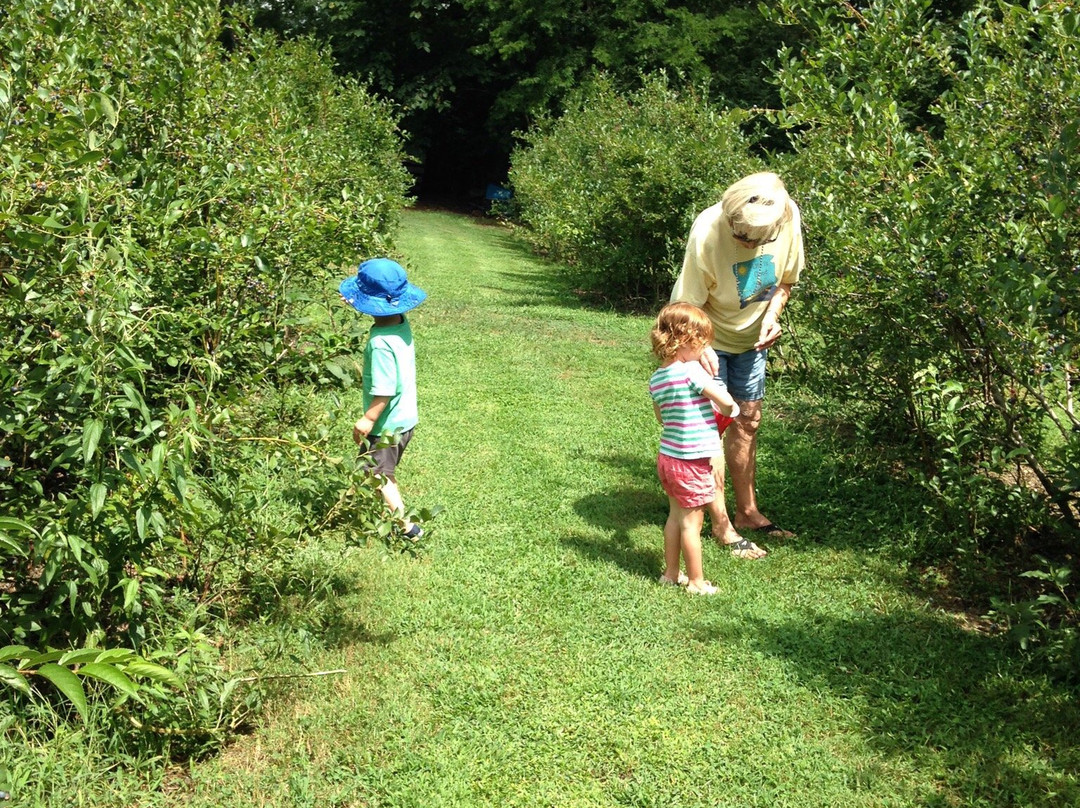 Cool Springs Blueberry Farm-盖恩斯维尔必去景点