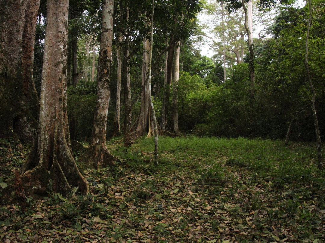 Mpanga Central Forest Reserve