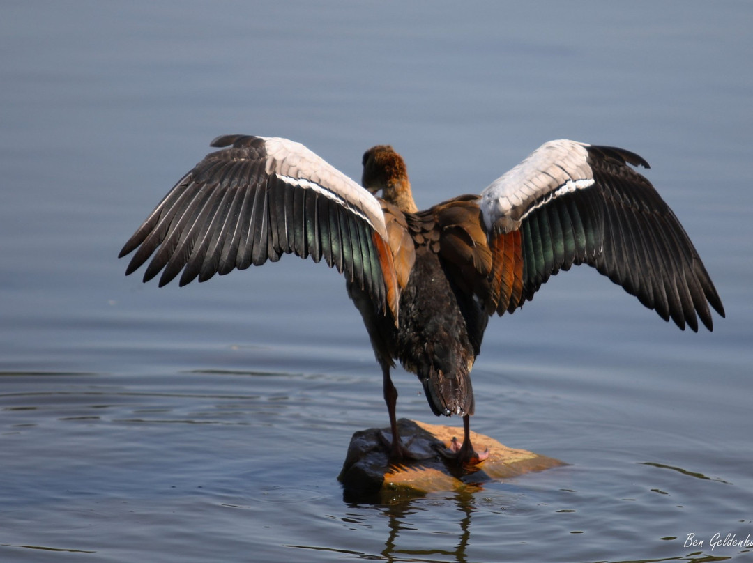 Austin Roberts Bird Sanctuary-比勒陀利亚必去景点