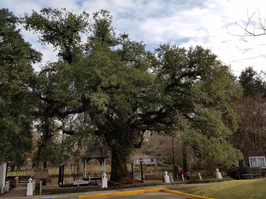 Evangeline Oak-Saint Martinville必去景点