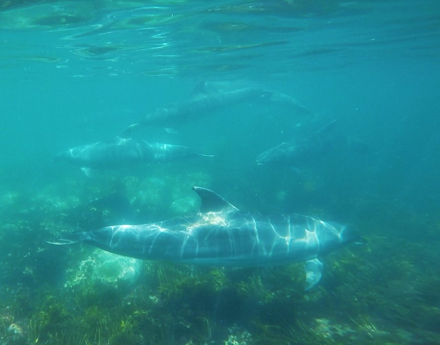 New Zealand Diving-瓦卡沃夫必去景点