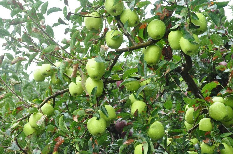 Greek Museum Zagoras-Zagora必去景点