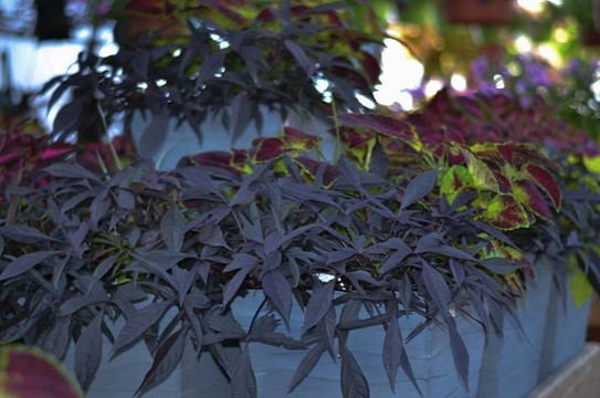 Lee and Maria's-Kingsville必去景点