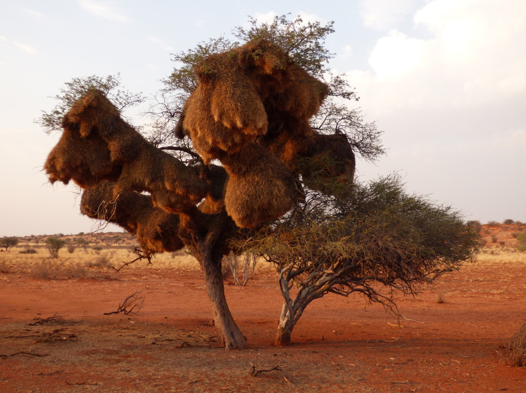 Bitterwasser Lodge & Flying Centre-温德和克必去景点