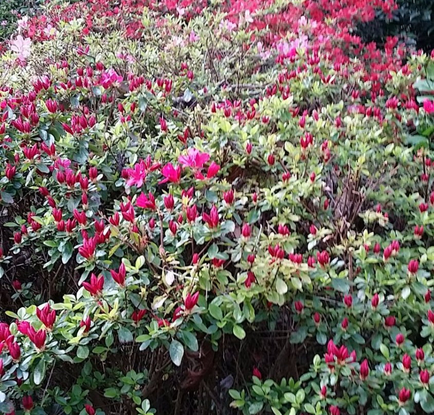 George Tindale Memorial Gardens-希尔布鲁克必去景点