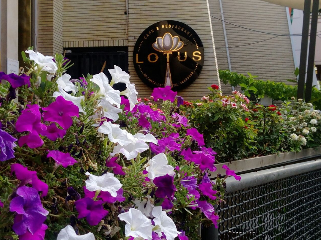 Lotus Cafe & Resturant