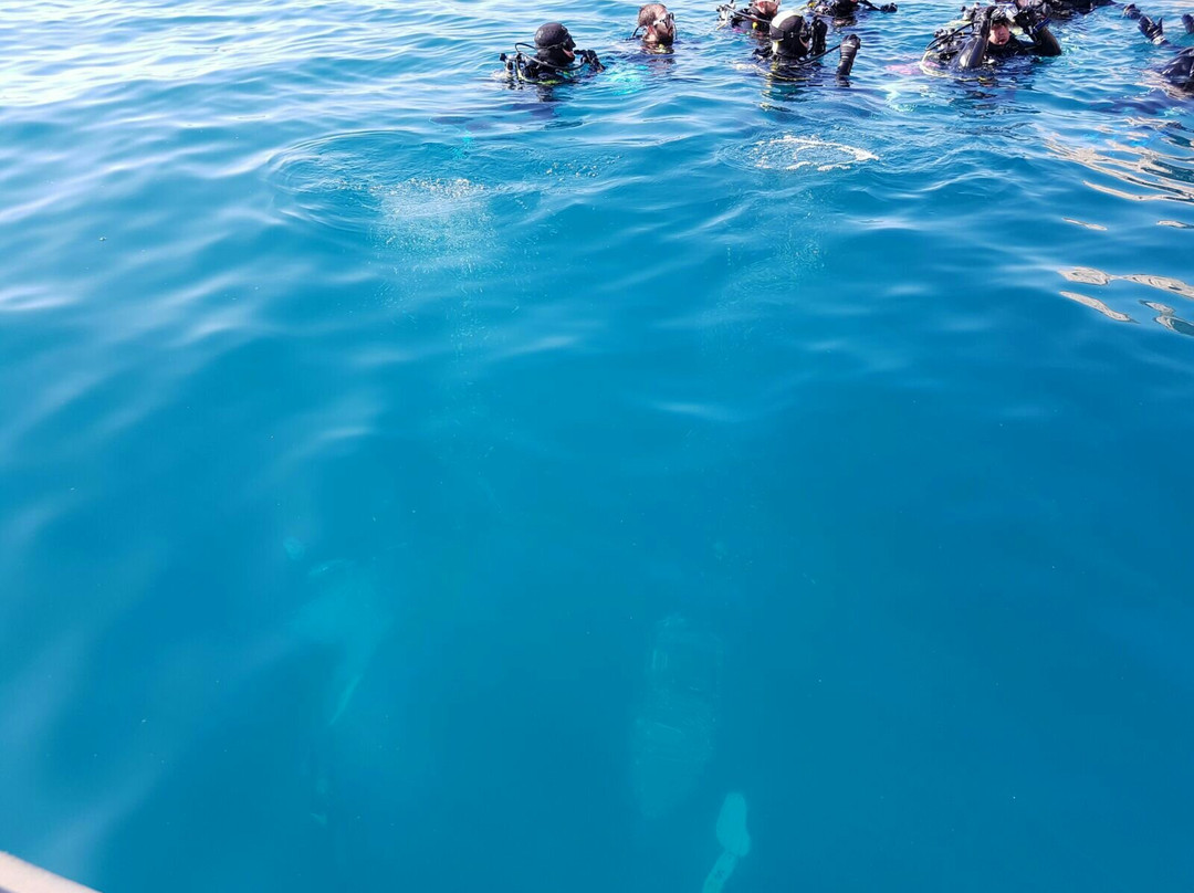 Escuela de Buceo Bubbles Sea-Torrenueva必去景点