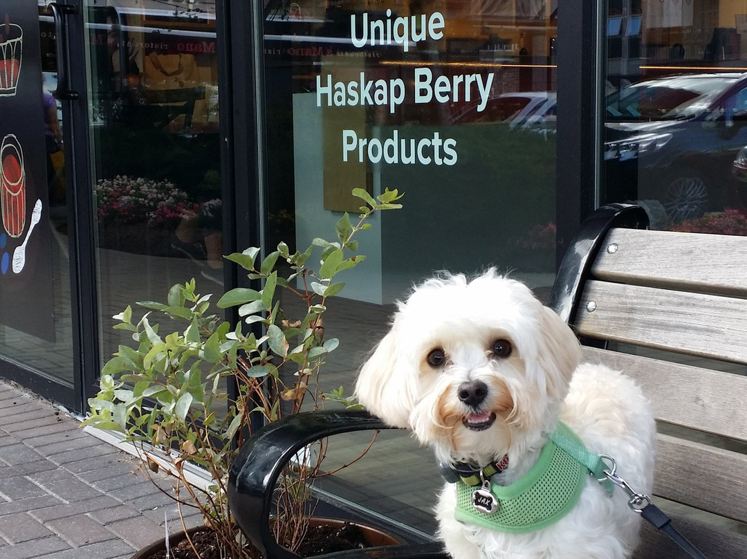 Haskapa-哈利法克斯必去景点