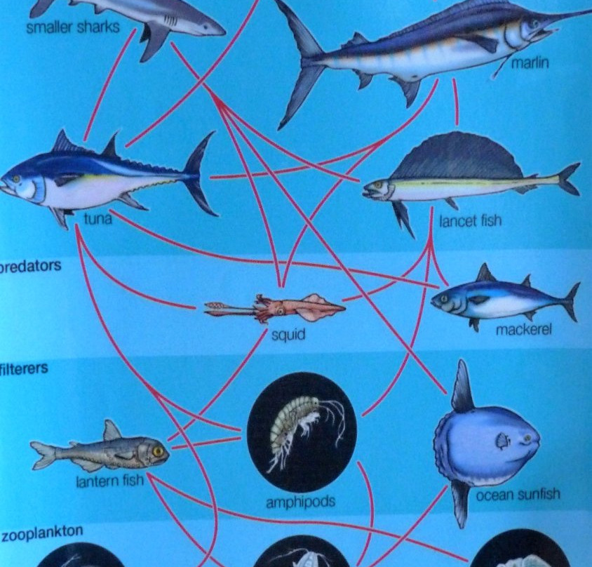 Coastal Discovery Center at San Simeon Bay (Monterey Bay National Marine Sanctuary)景点图片