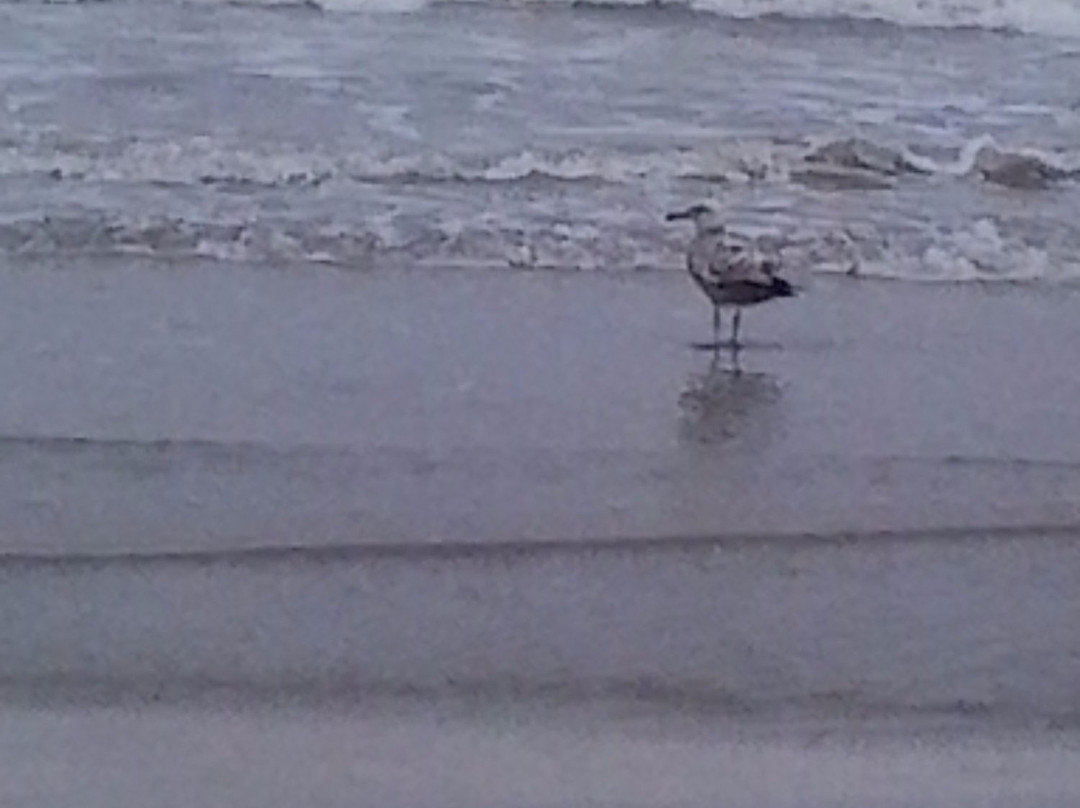 Mae's Beach-Cameron必去景点