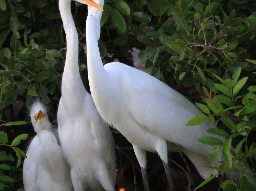 Venice Area Audubon Society-威尼斯必去景点