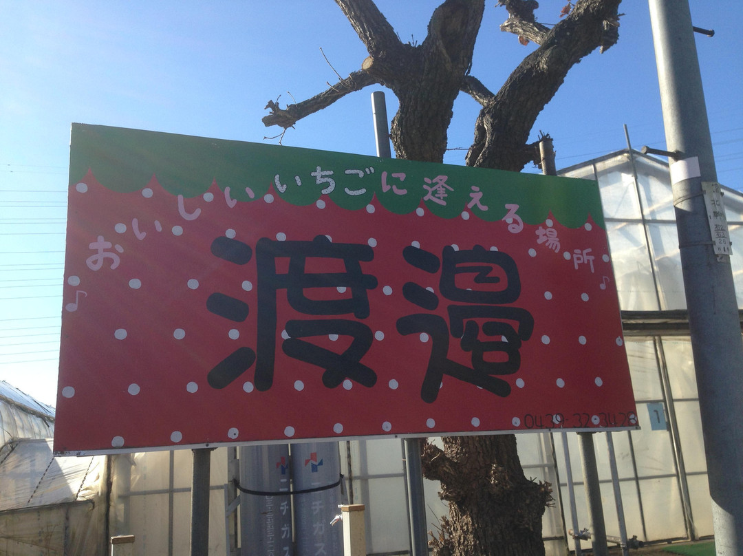 Watanabe Strawberry Farm-君津市必去景点