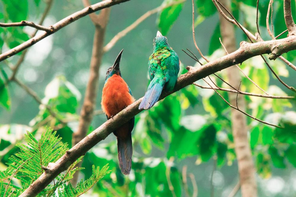 Floresta Nacional dos Carajas景点图片