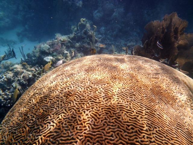 Rock Islands Santuaries-Ambalangoda必去景点