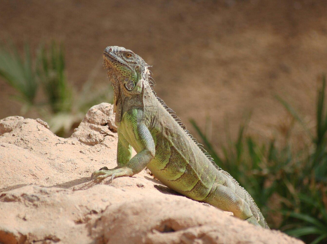 Rancho Texas Lanzarote Park景点图片