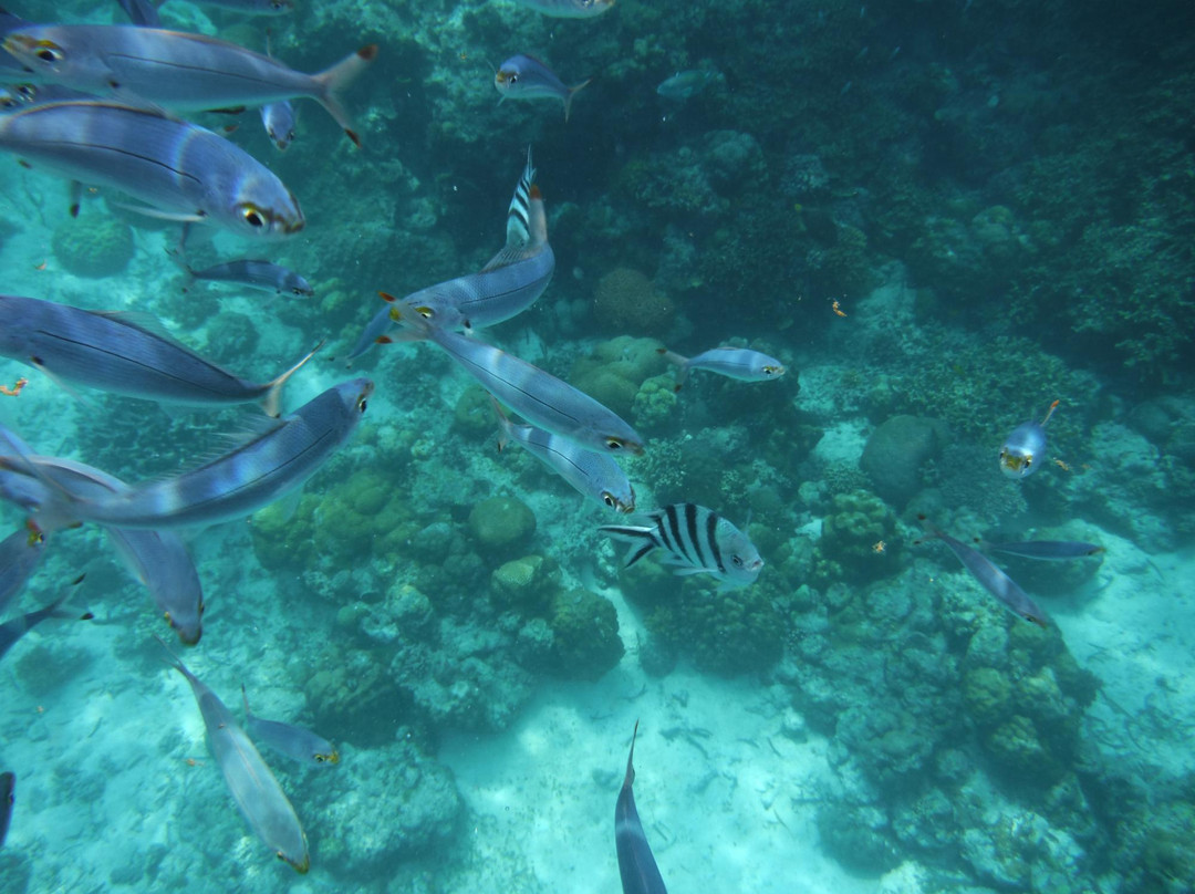 Gilutongan Island-宿雾必去景点