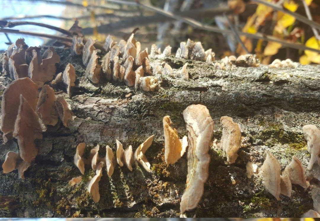 Silver Creek Conservation Area-Georgetown必去景点