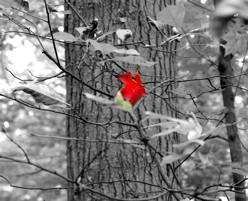 Royalton Ravine Park-Gasport必去景点