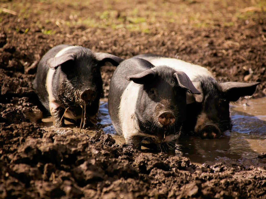 Paddock to Potager-图沃柏必去景点
