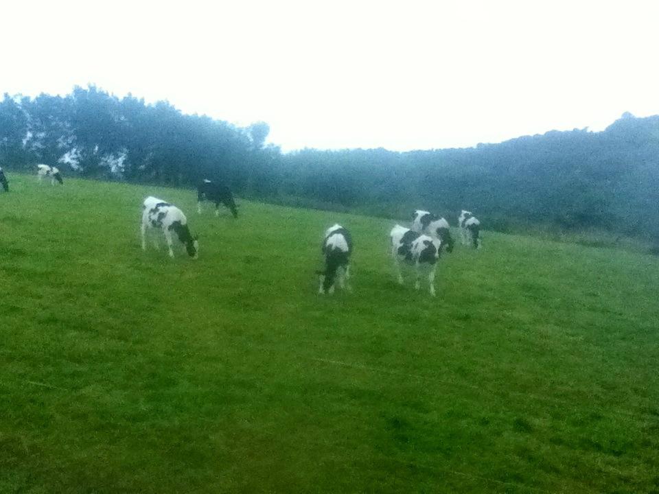 Comeragh View Bed & Breakfast-客卧