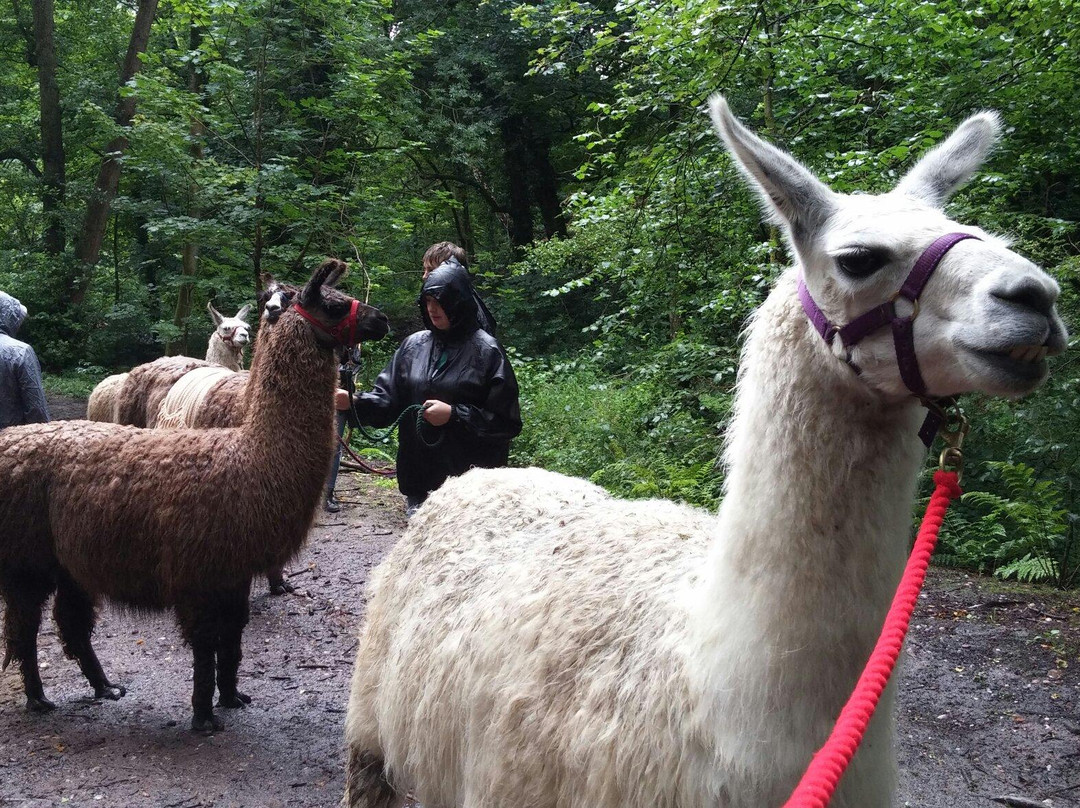 Llama Adventures景点图片