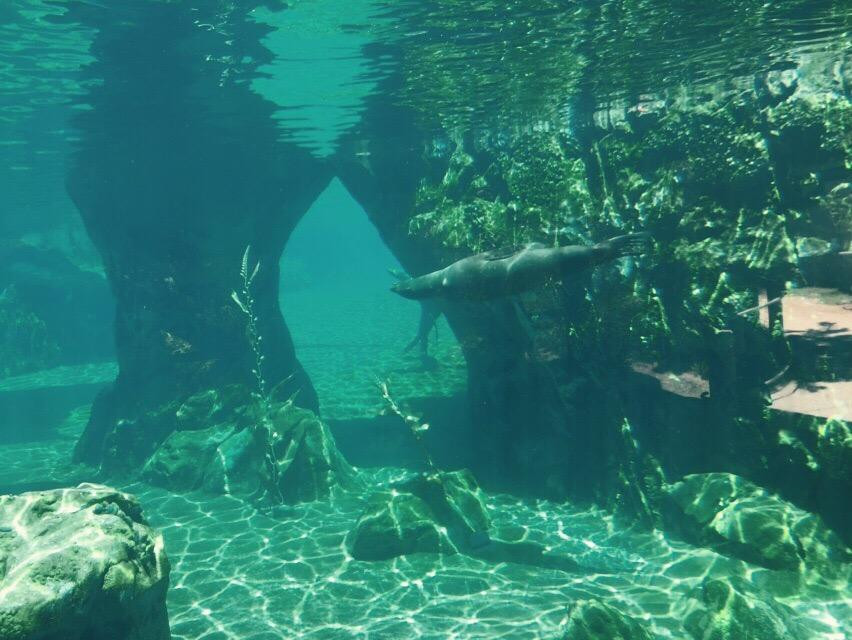 弗雷斯诺查菲动物公园-弗雷斯诺必去景点