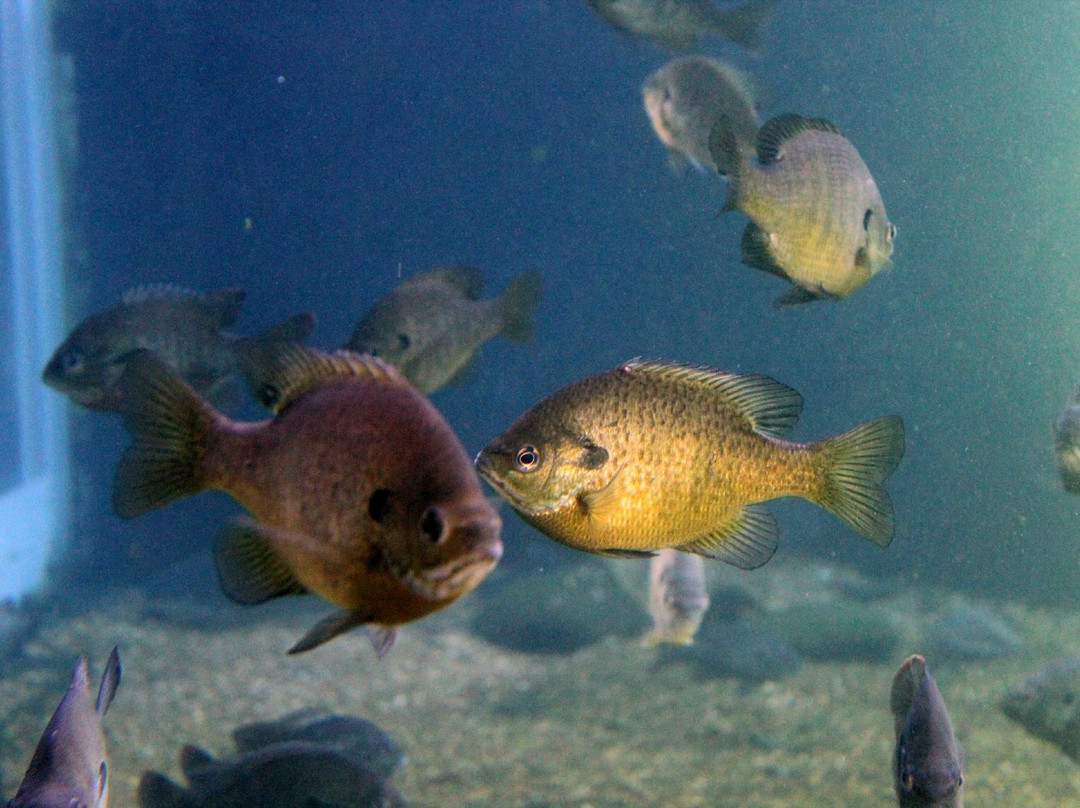 Go Fish Education Center-Perry必去景点