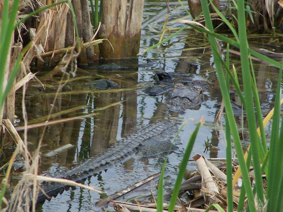 Saddle Creek Park-莱克兰必去景点