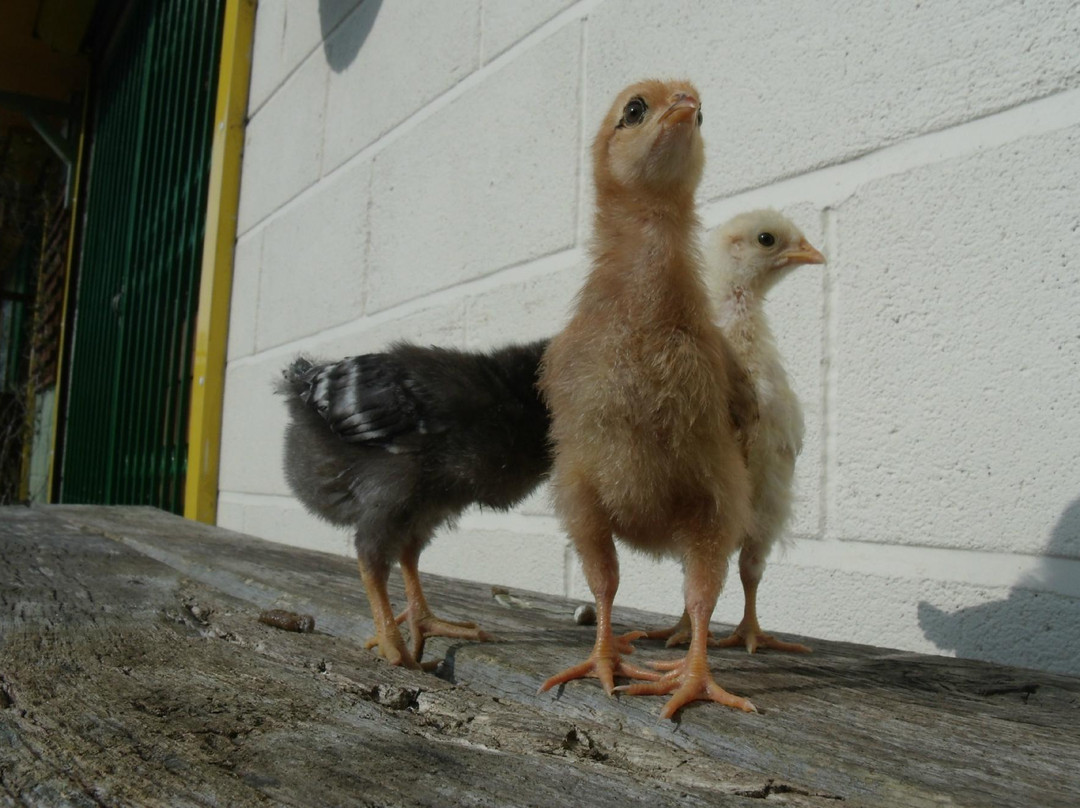 Swansea Community Farm景点图片