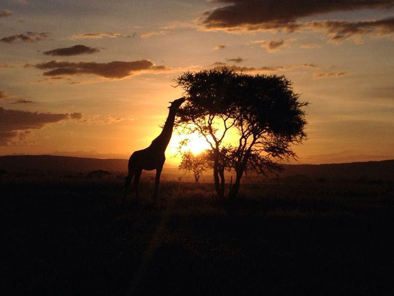 Kilimanjaro Vikings Adventures景点图片