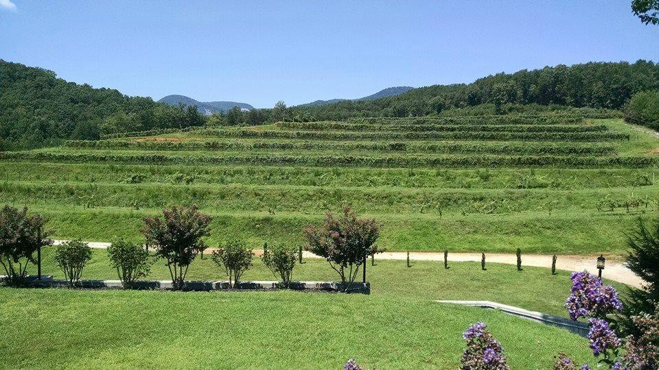 Victoria Valley Vineyard景点图片