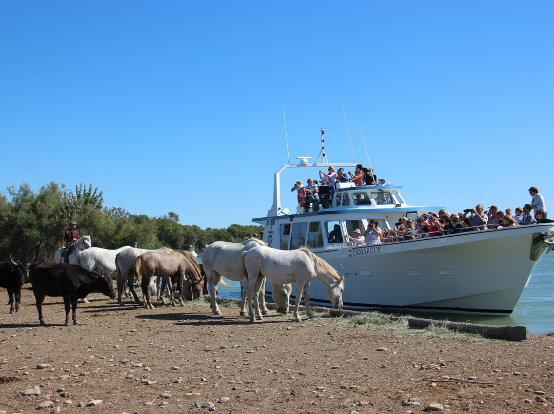 Bateau de Promenade le Camargue-滨海圣玛丽必去景点
