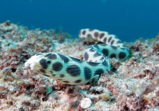 Peponi Scuba Diving-蒙巴萨必去景点