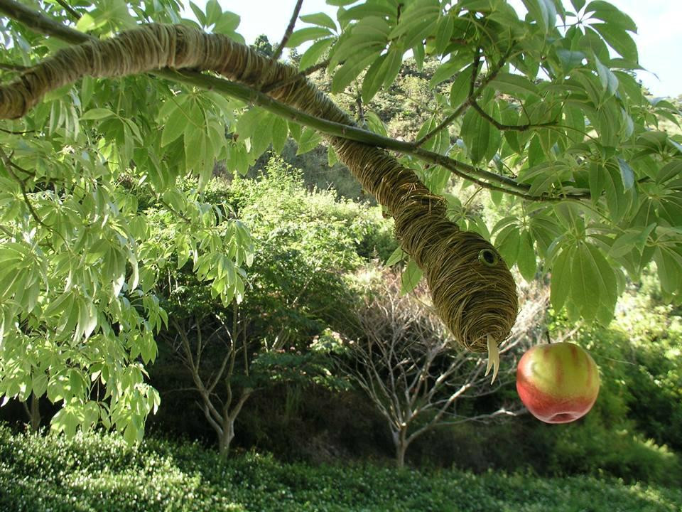 Whangārei Quarry Gardens景点图片