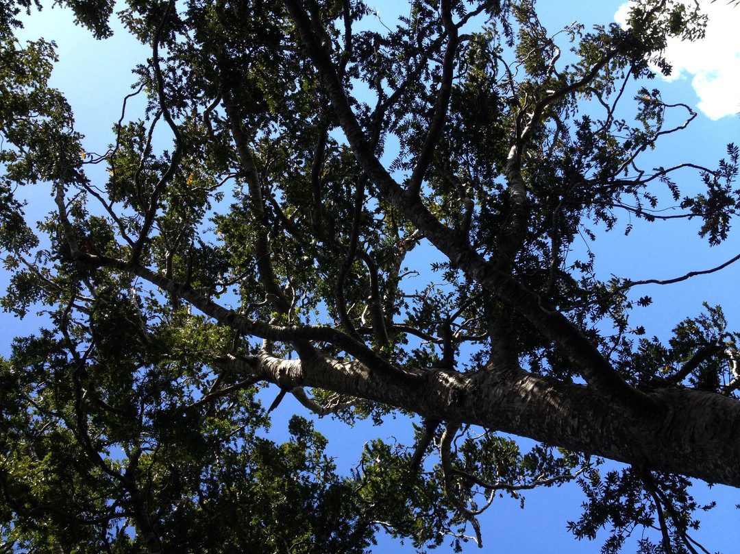 Onetangi Forest and Bird Reserve-怀系奇岛必去景点