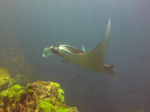 GoDive浮潜-兰塔岛必去景点