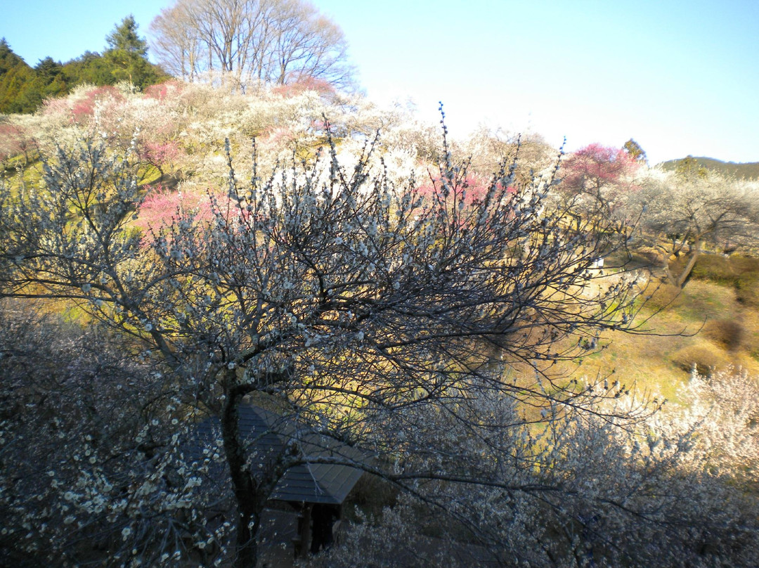 Ome City Ume Park-青梅市必去景点