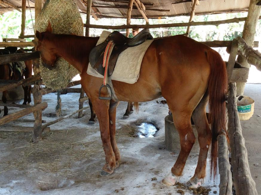 Krabi Nature Horse Riding-奥南必去景点