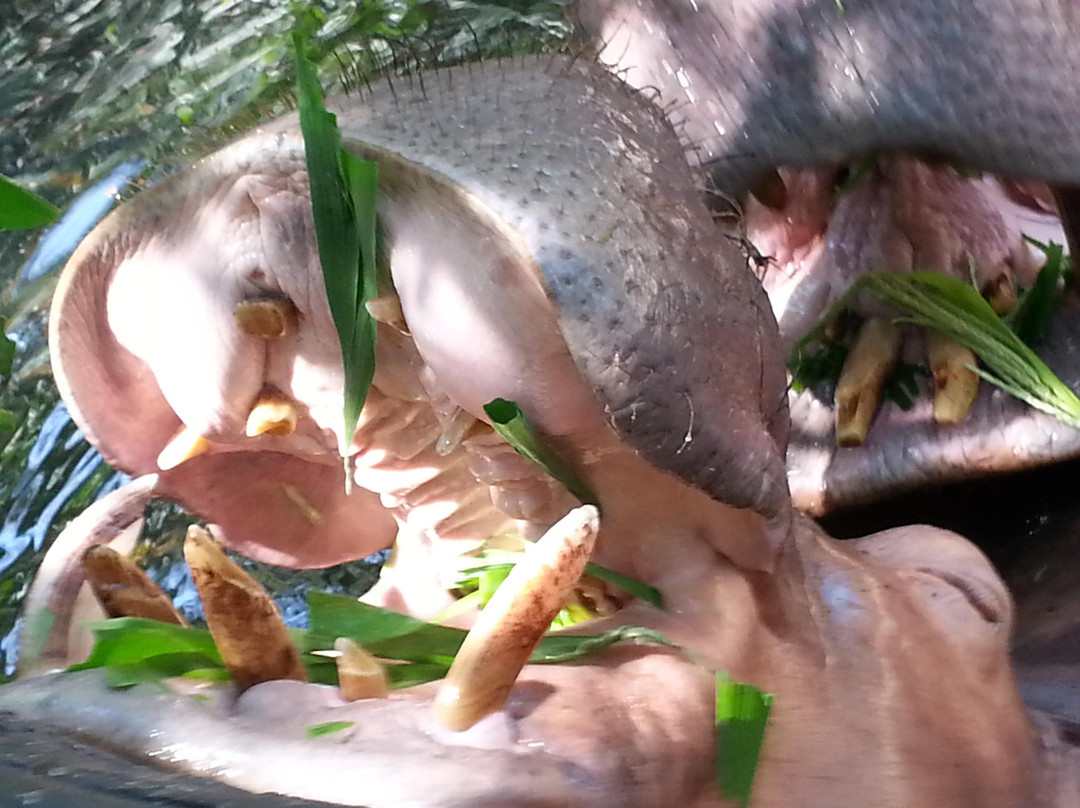 清迈动物园-清迈必去景点