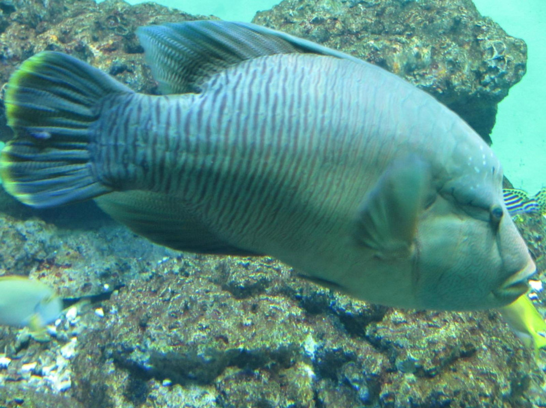 葛西临海水族园-江戸川区必去景点