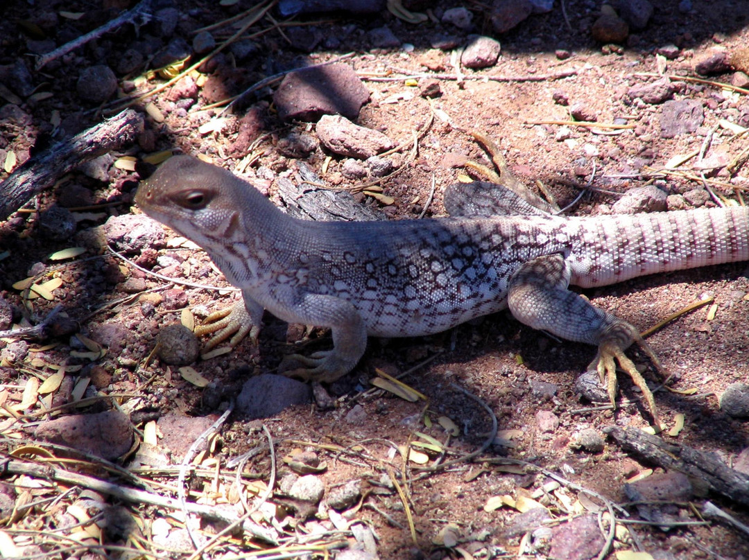 Isla Carmen-下加利福尼亚州必去景点