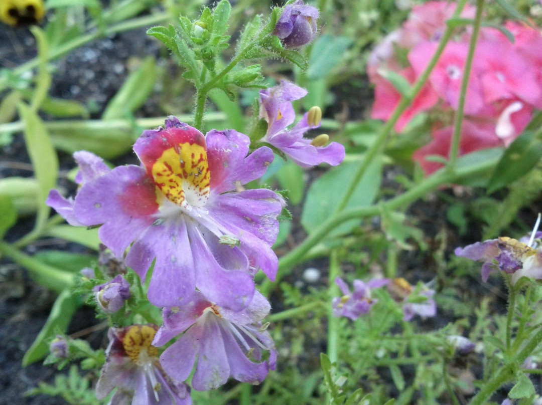 Leaming's Run Gardens景点图片