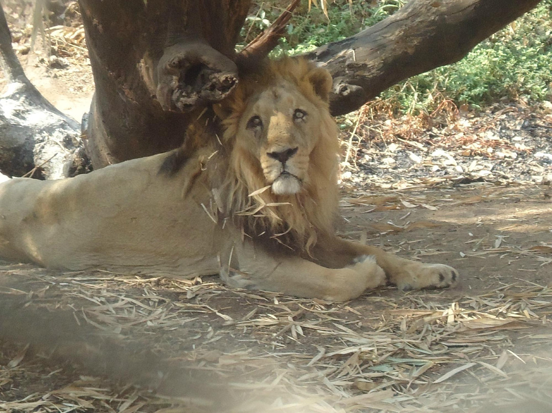 Silvassa Vasona Lion Safari景点图片