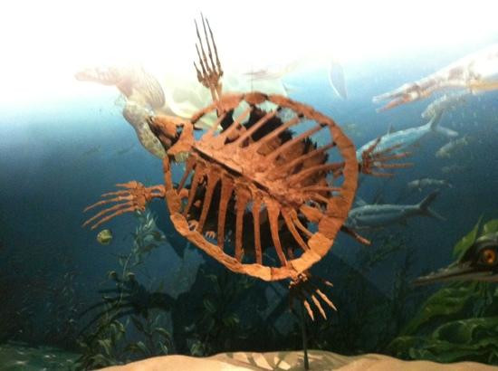 史密森尼国家自然历史博物馆-华盛顿特区必去景点