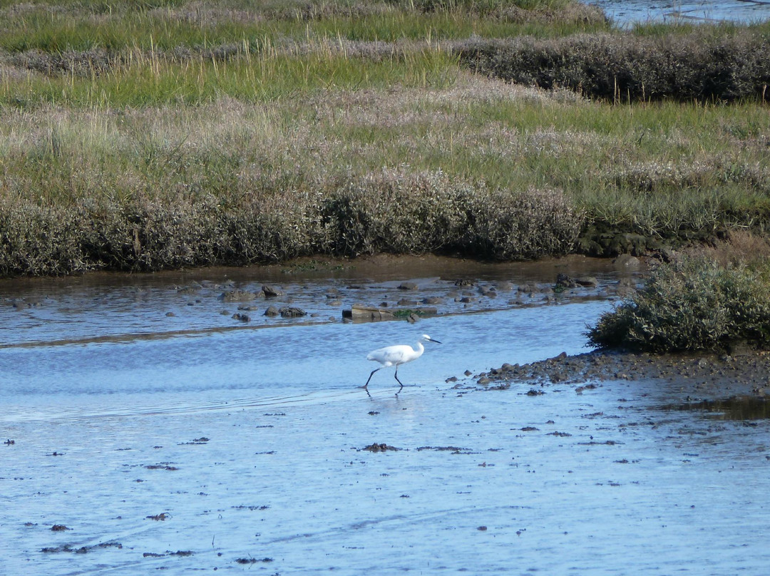 RSPB Arne-Arne必去景点