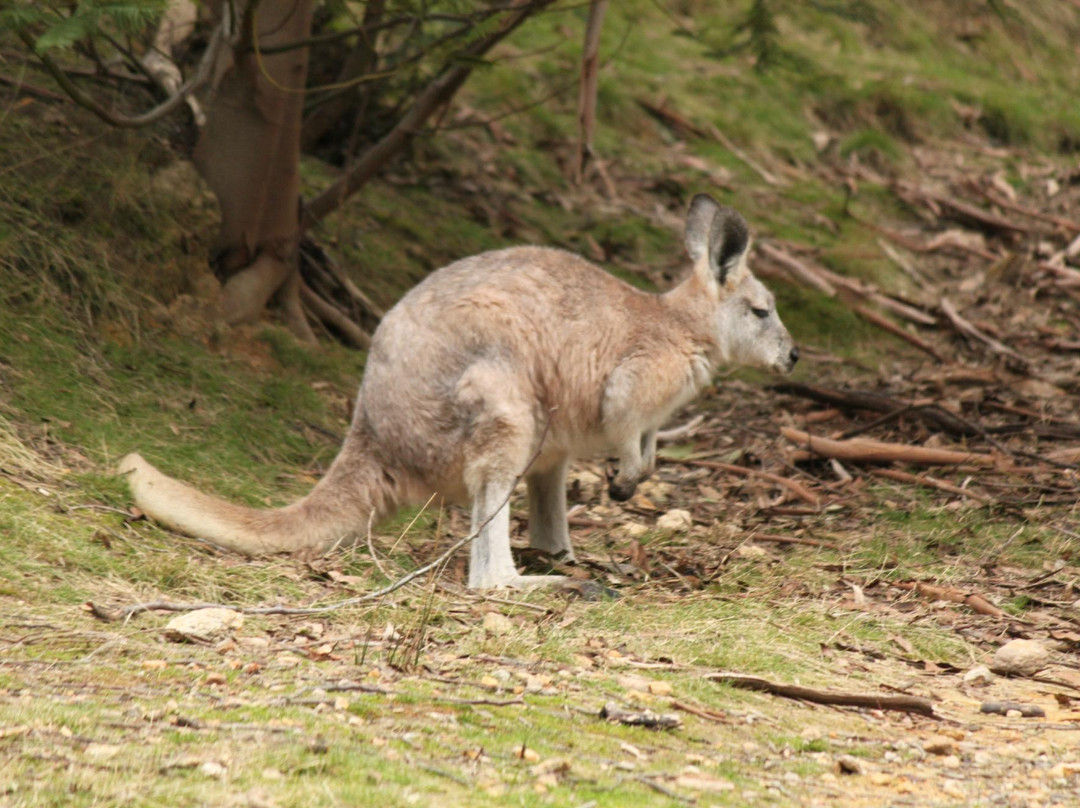 Warrawong Wildlife Sanctuary景点图片